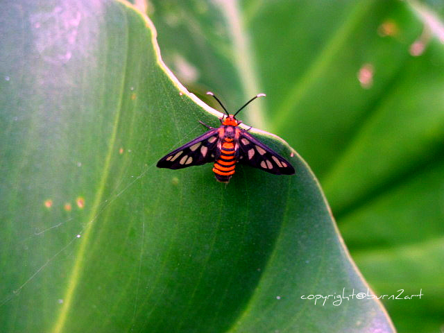 tiger glass moth butterfly