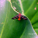 tiger glass moth butterfly