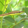 Brown Vine Snake