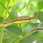 Brown Vine Snake