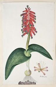 Lachenalia bulbifera (Cirillo) Engl.