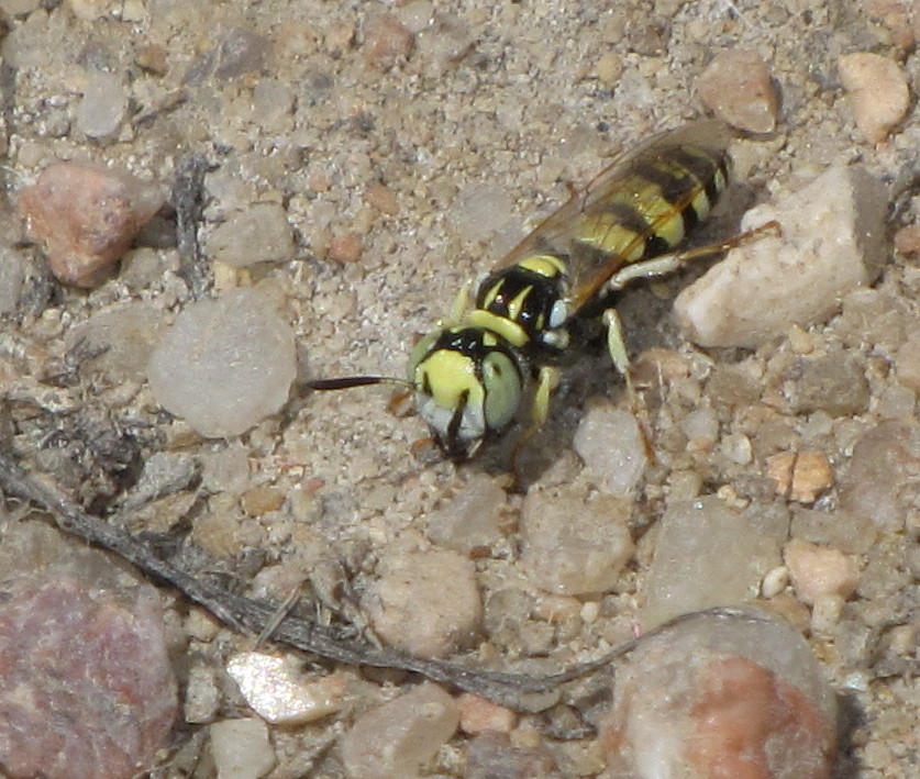 Beewolf wasp (male)