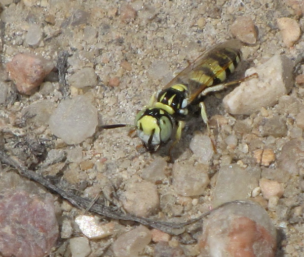 Beewolf wasp (male) | Project Noah