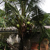 dwarf coconut palm