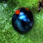 Dark Blue Lady Beetle