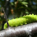 Luna Moth Caterpillar