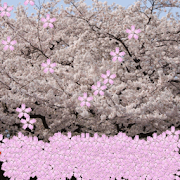Sakura Petals Livewallpaper  Icon