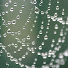 Garden Orb-weaver's Web