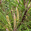 Florida Spruce Pine