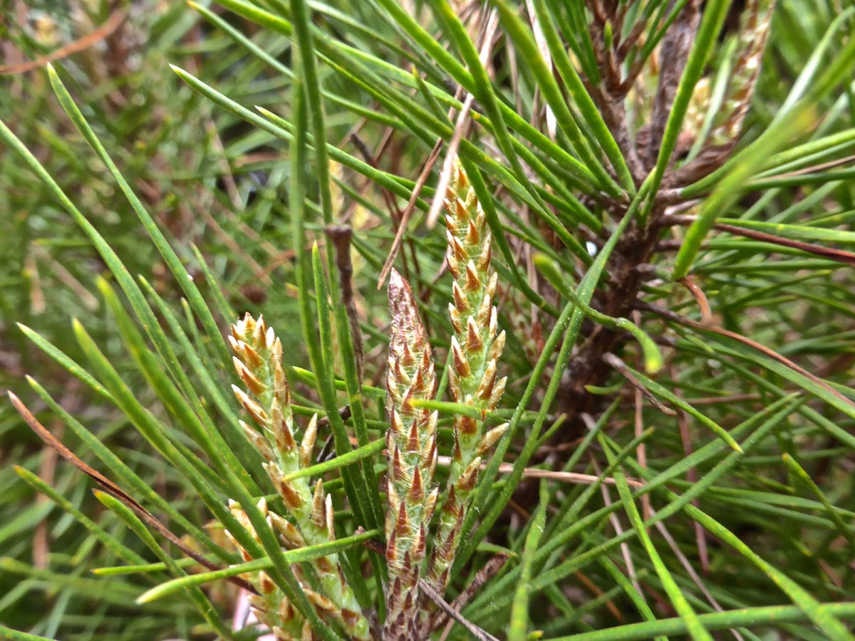 Florida Spruce Pine