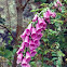 Purple Foxglove