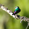 Violet-Green Swallow