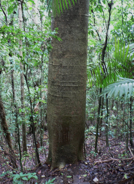 Cuipo tree | Project Noah