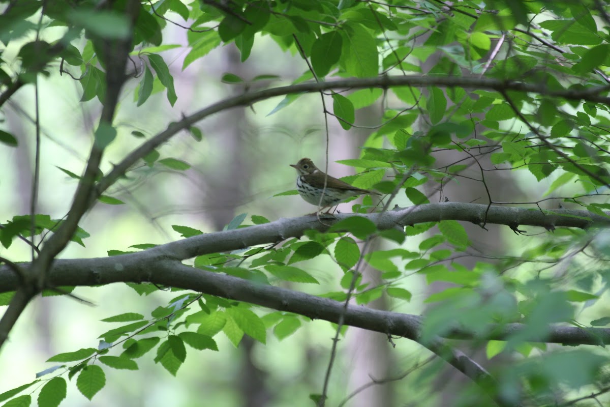 Ovenbird