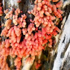 Carnival Candy Slime Mold