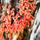 Carnival Candy Slime Mold