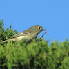 Hutton's vireo