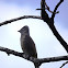 Gray Silky-flycatcher