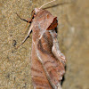 Prominent Moth