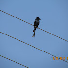 Fork Tailed Drongo