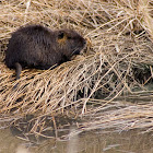 Coypu