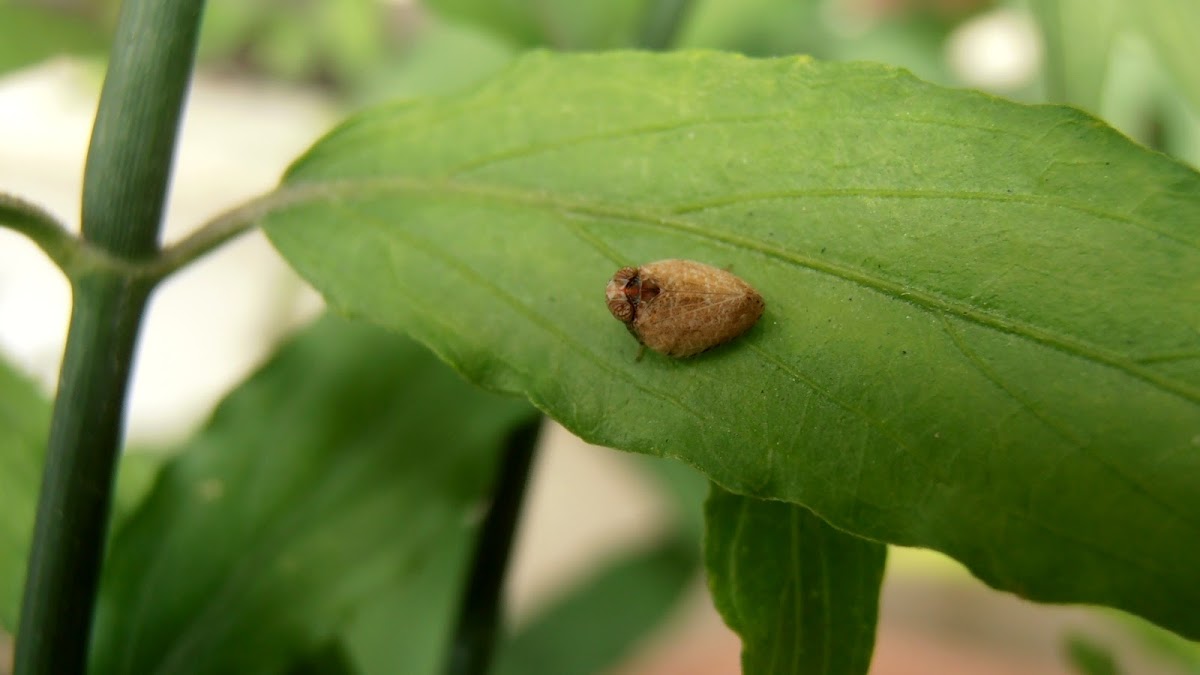 Unknown planthopper