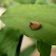 Unknown planthopper