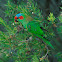 Musk Lorikeet