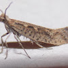 Diamondback Moth (female)