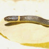 Ring-necked snake