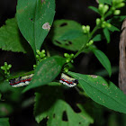 Brown-hooded Owlet Moth