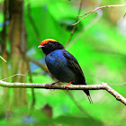 Tangará (Swallow-tailed Manakin)