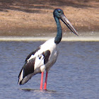 Black-necked Stork or Jabiru