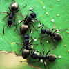 Golden-tailed Spiny Ants