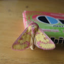 Pink-spotted flower moth