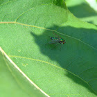Condylostylus Long-legged Fly