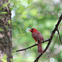 Northern Cardinal (Male)