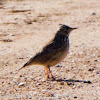 Crested Lark; Cogujada Común