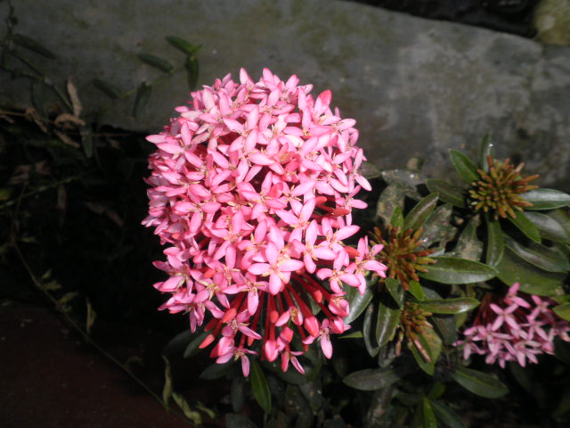 pink Indian jasmine