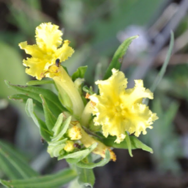 Fringed Puccoon | Project Noah