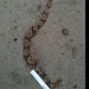Copperhead Monster size!