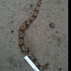 Copperhead Monster size!