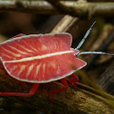 Giant shield bug (Nymph)