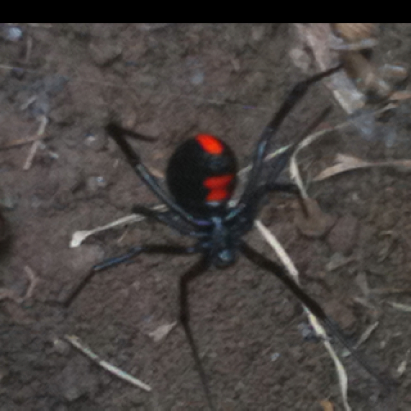 Southern Black Widow