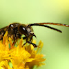 Unidentified wasp/hornet