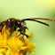 Unidentified wasp/hornet