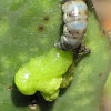 Cactus weevil larva