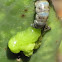 Cactus weevil larva