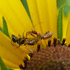 Spiny assassin bug