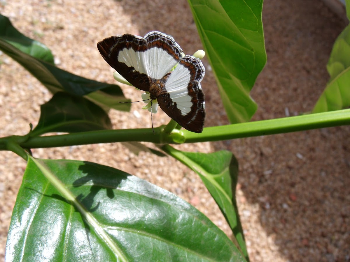 Calyce Metalmark